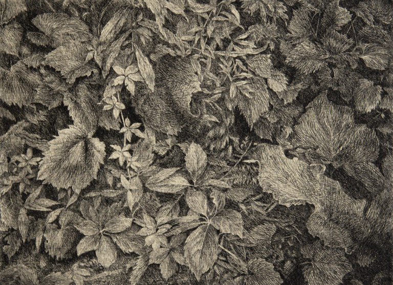 Undergrowth