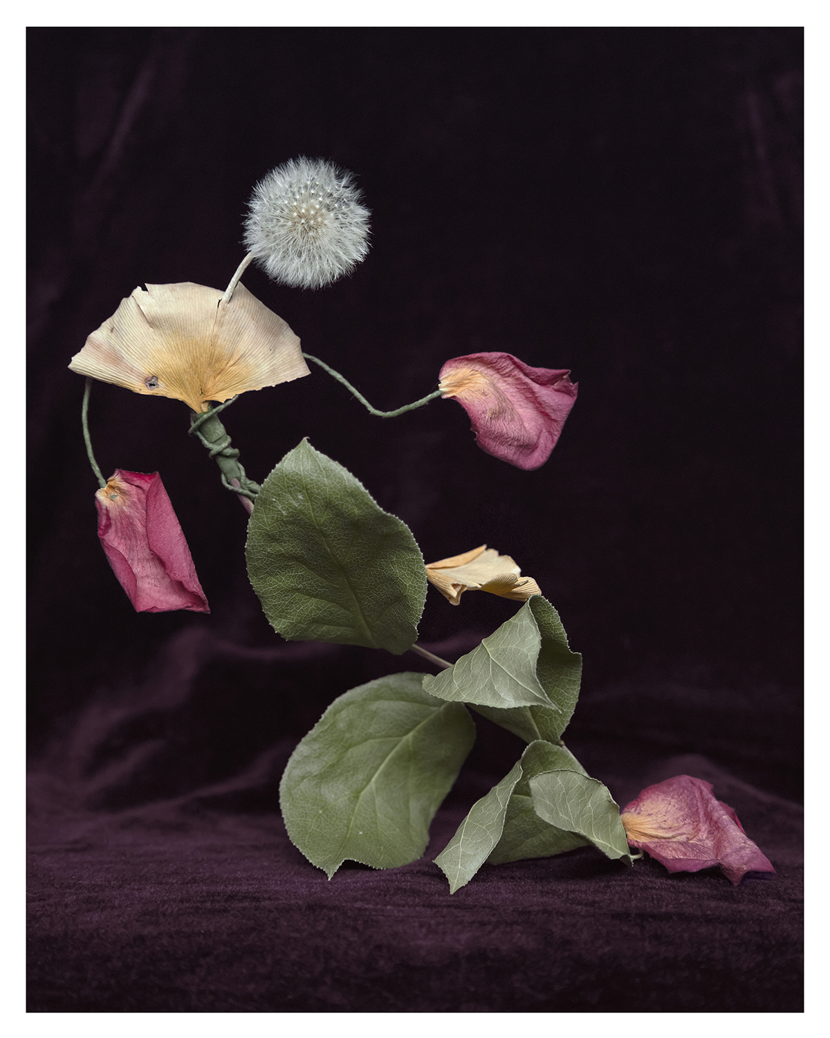 dandelion dancer 6