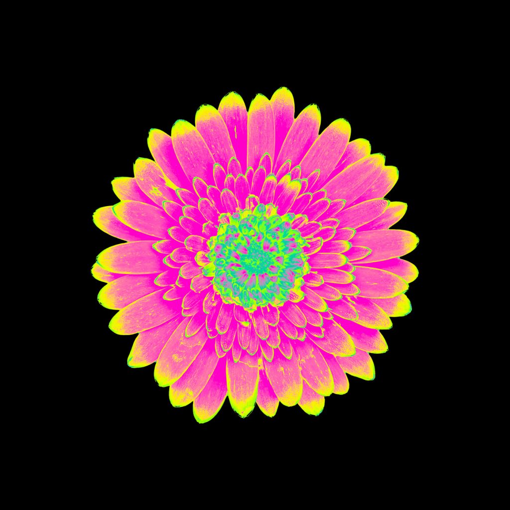 Dark Daisy