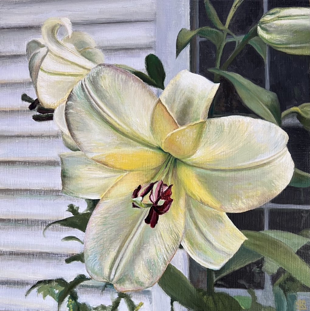 The lily