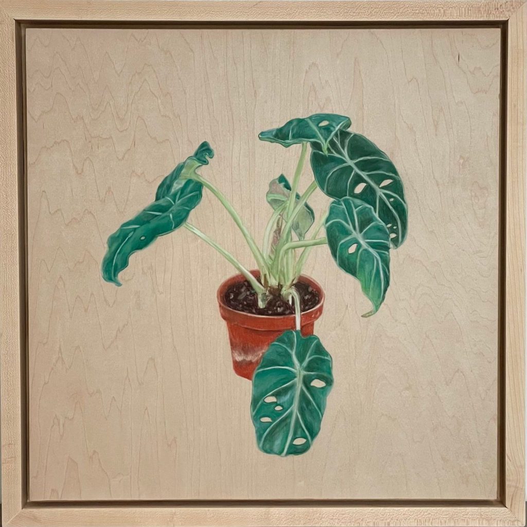Black Velvet (Alocasia Reginula)