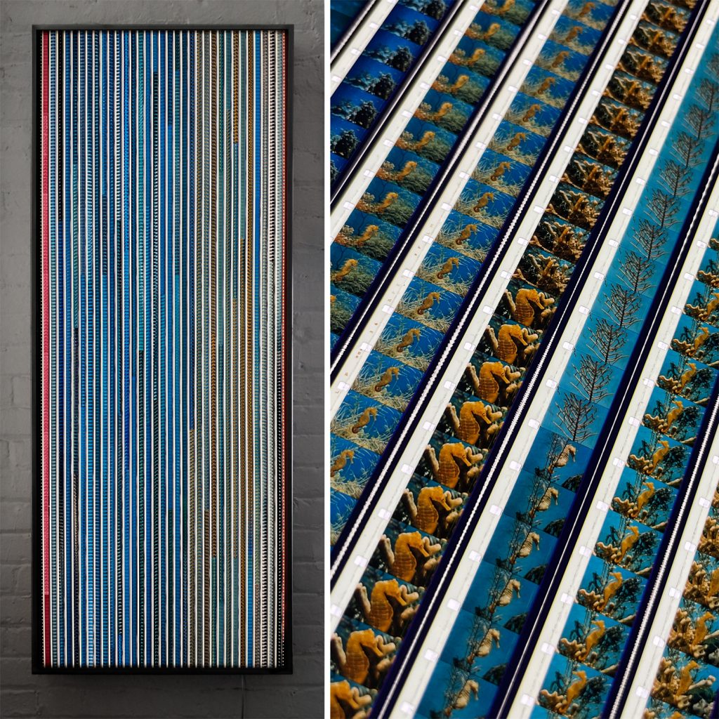 Mysteries of the Deep 1959 Disney True-Life Adventure