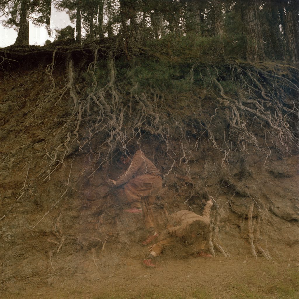 Scots Pine Roots