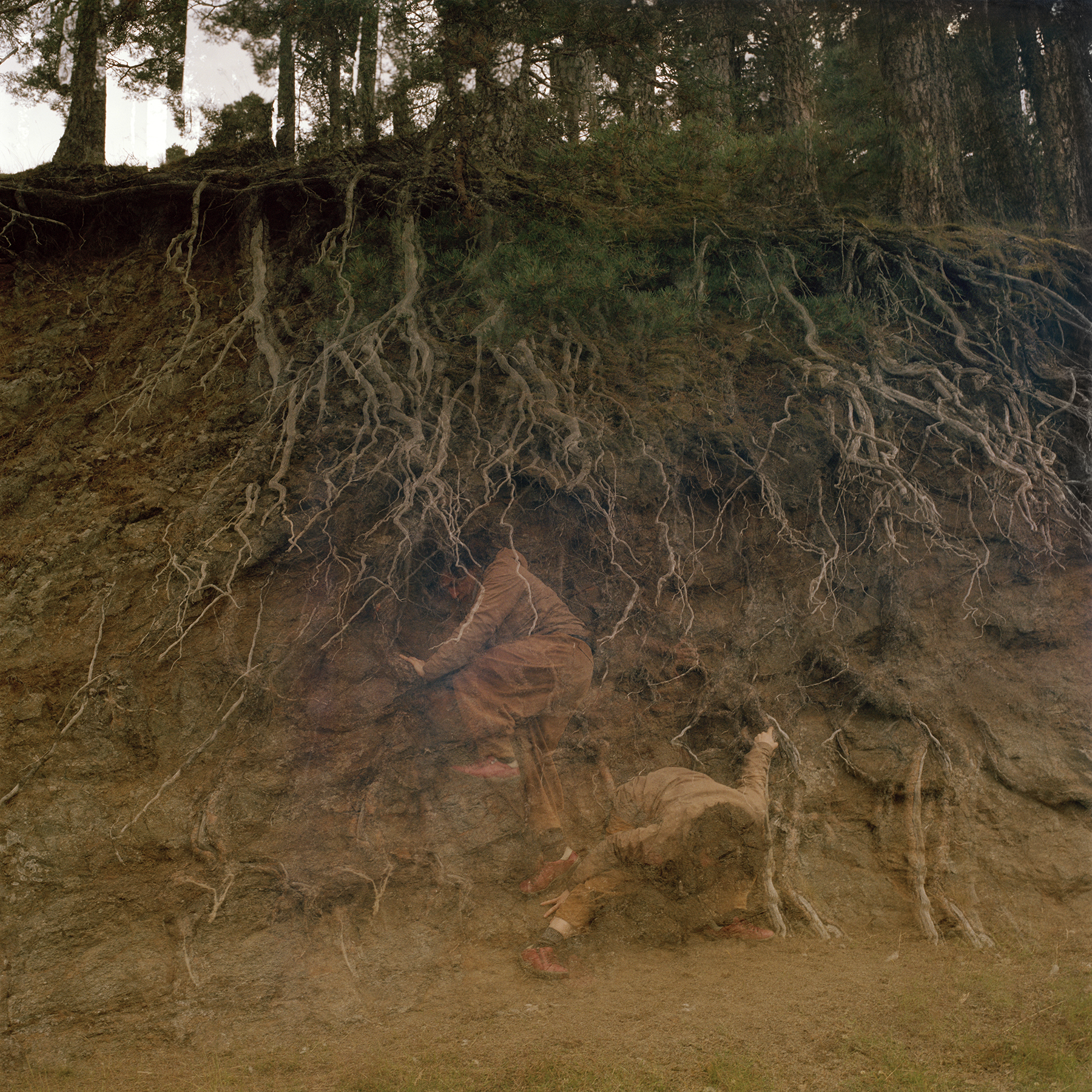Scots Pine Roots