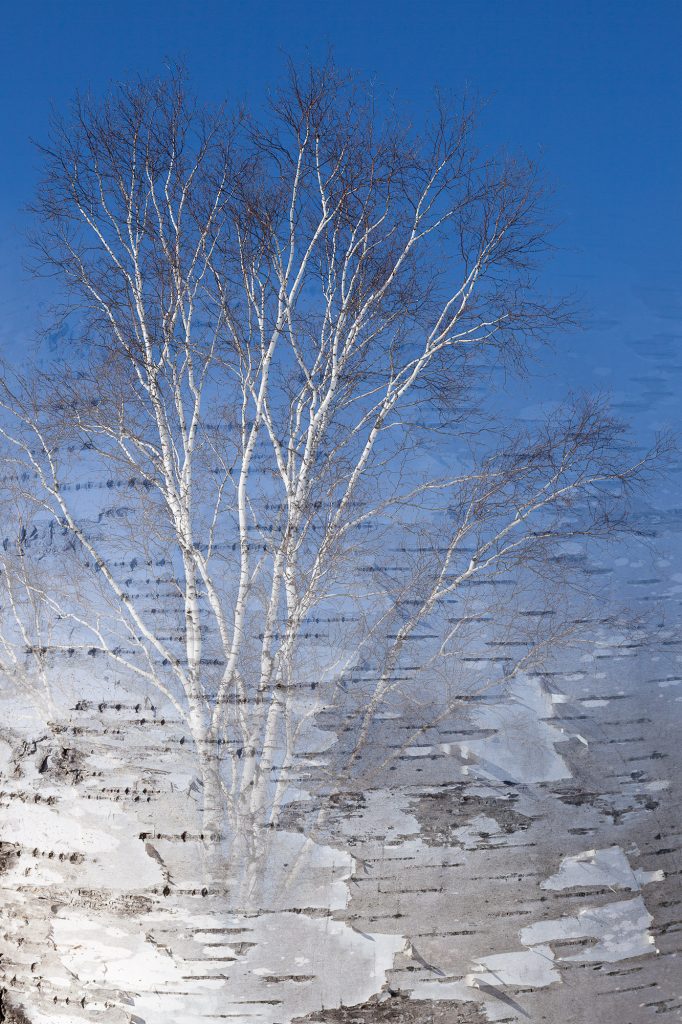 Arboreal Observation #1- Birch