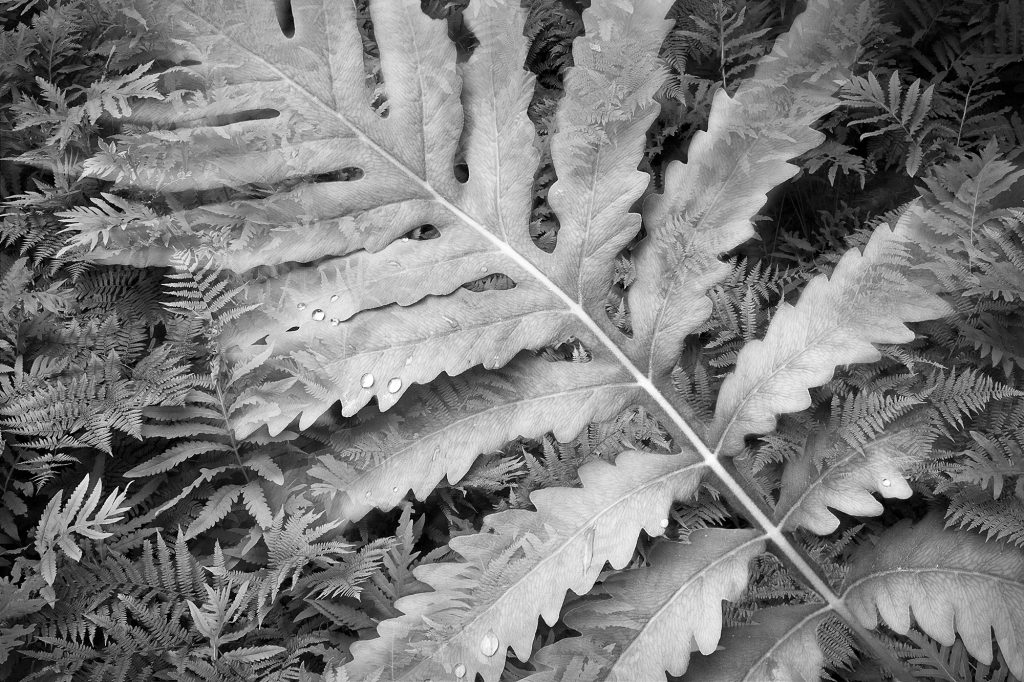 Botanical Observation #12- Ferns