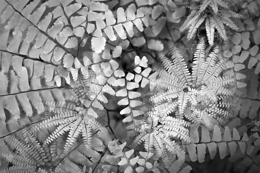 Botanical Observation #4- Maidenhair Fern