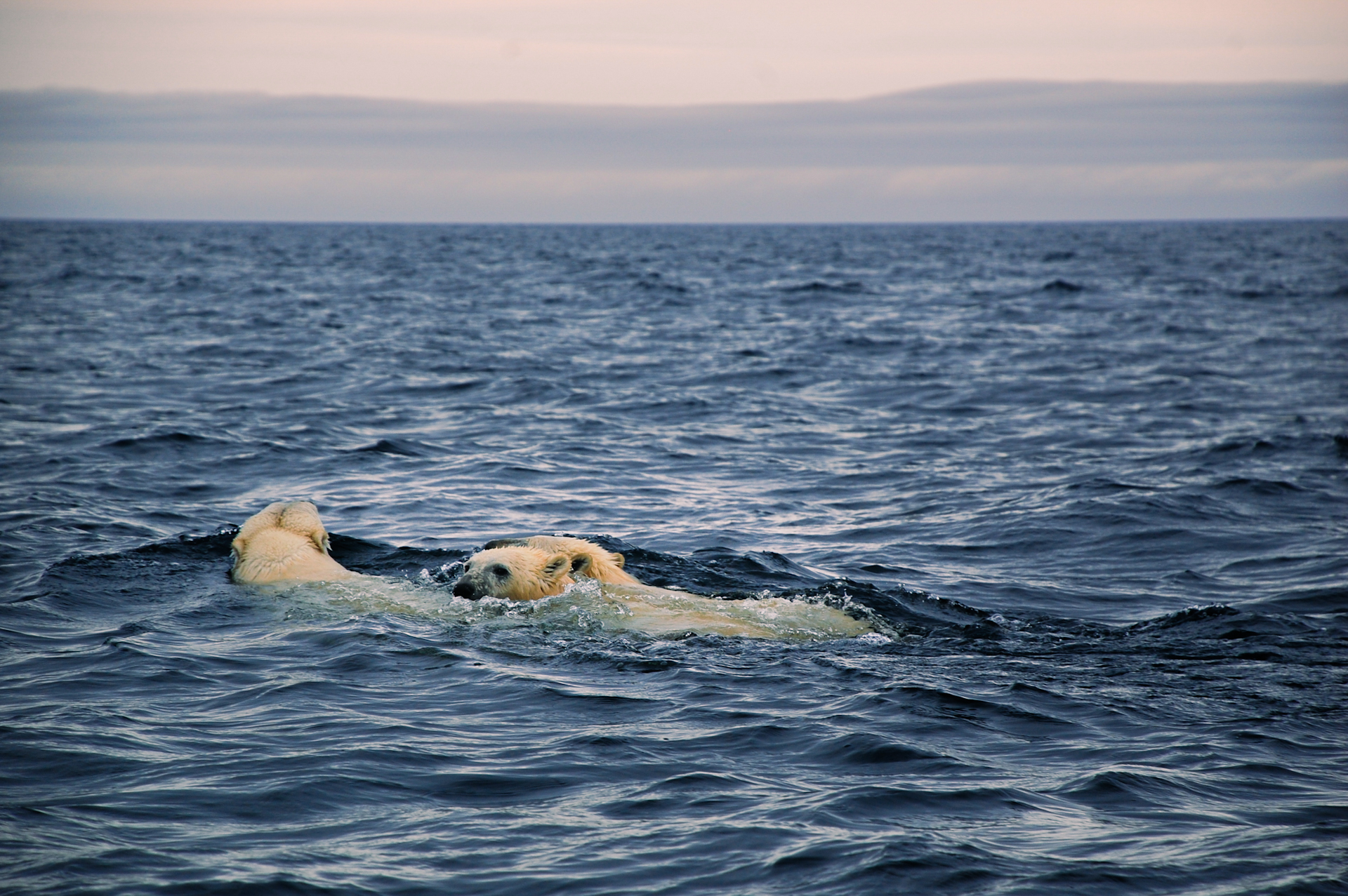 Three Bears