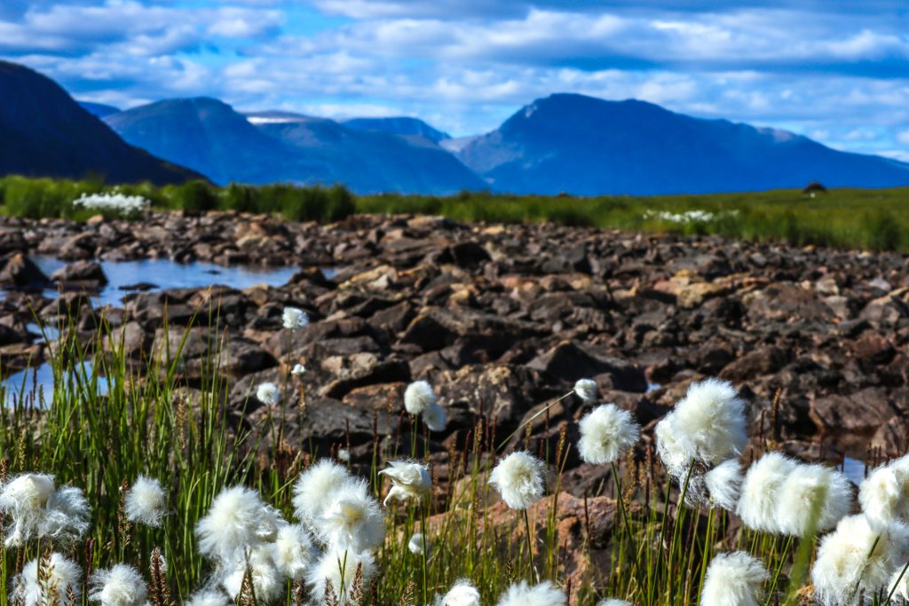 Arctic Cotton