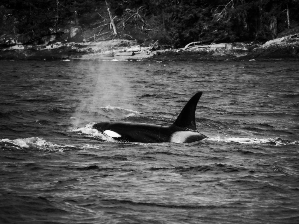 Killer Whale