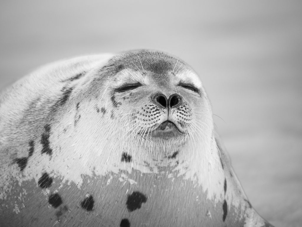 Bathing in the sun