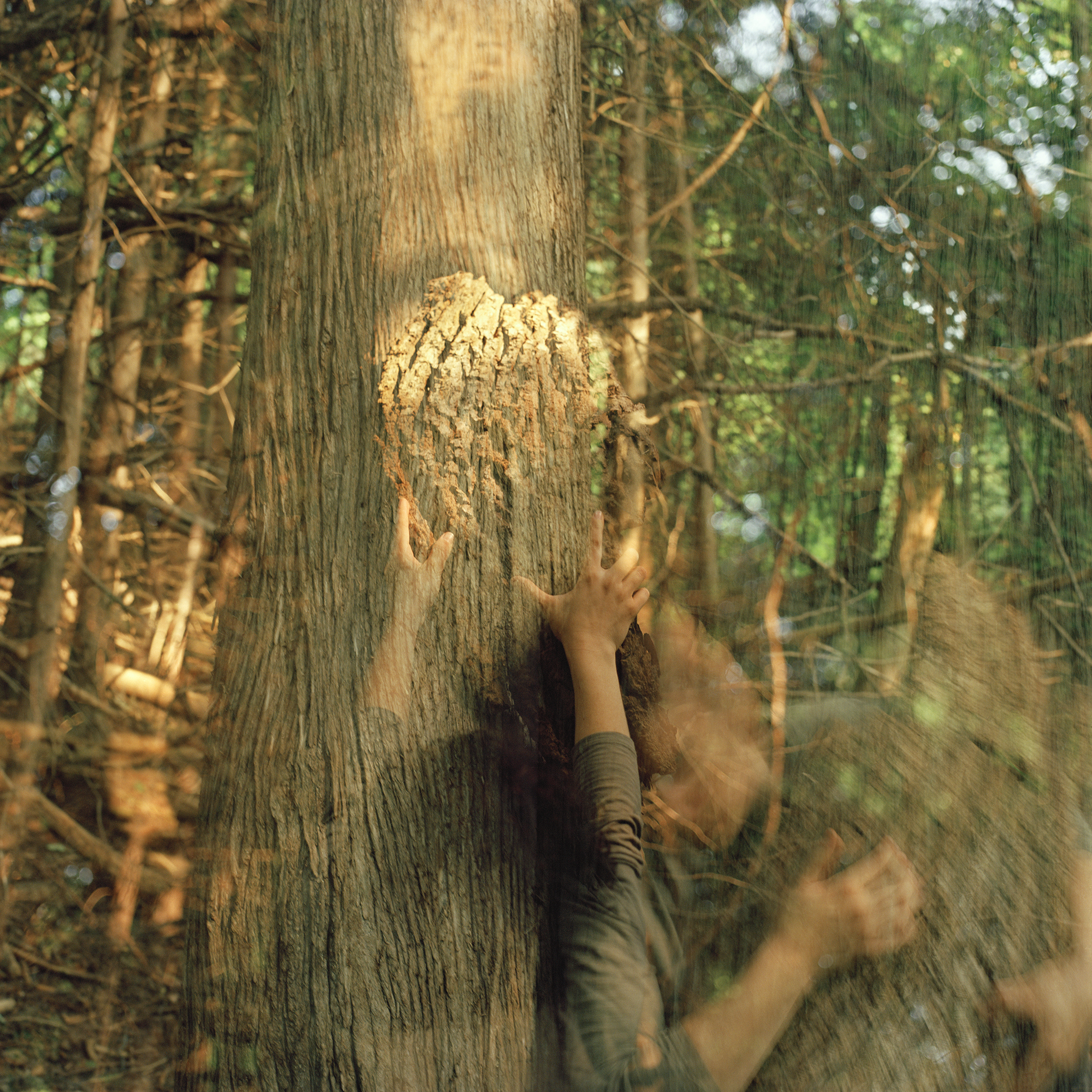 Together Tree