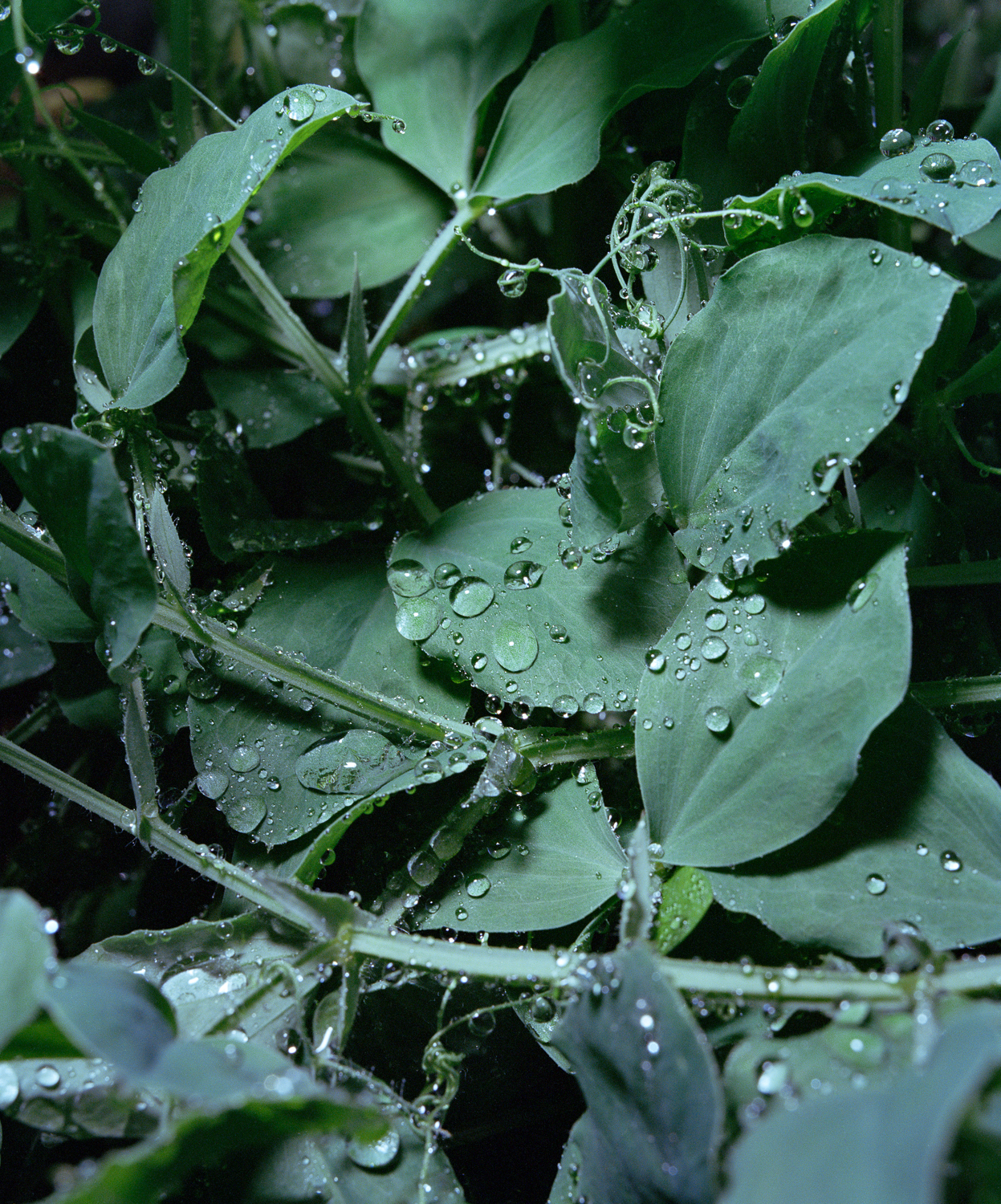 Green Peas