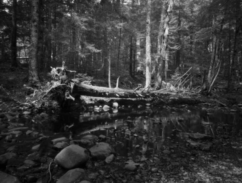 Mosquito Grove