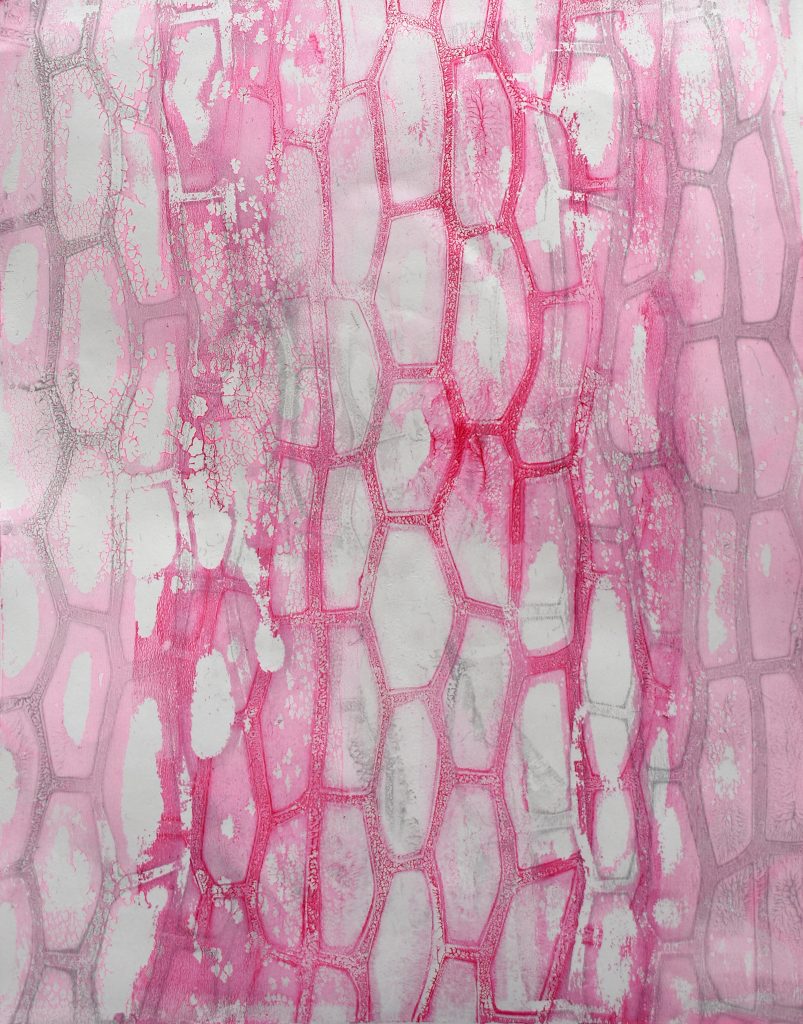 Red Chard (cells magnified x250)