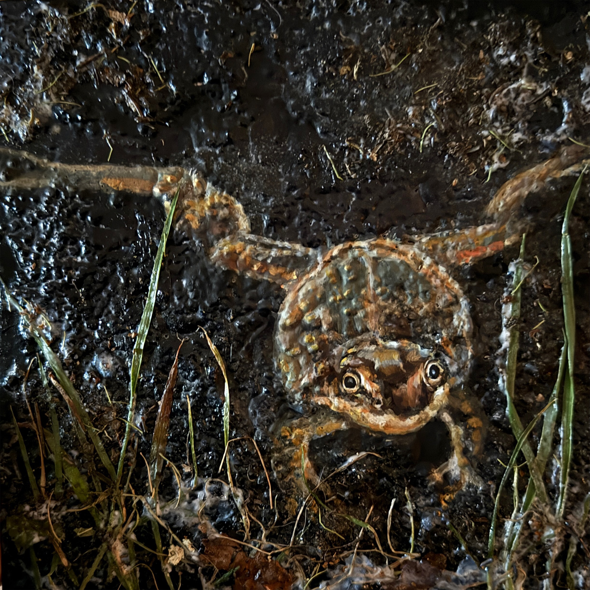 Wood frog swimming