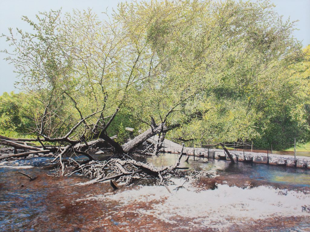 Pont flottant et saule qui penche (Parc Régional de la Rivière du Nord, Laurentides, QC)
