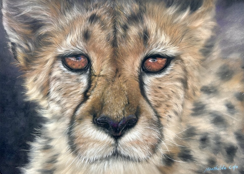 Cheetah