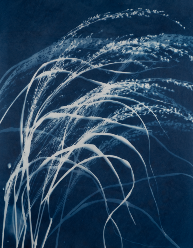 Be Like The Grass II