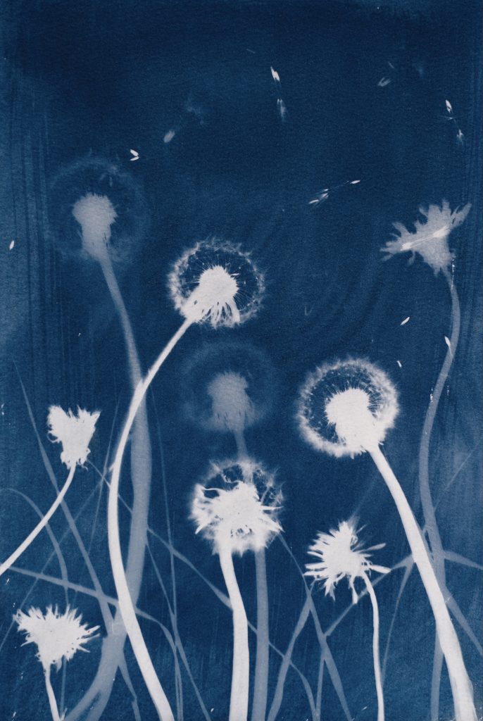 Dandelion
