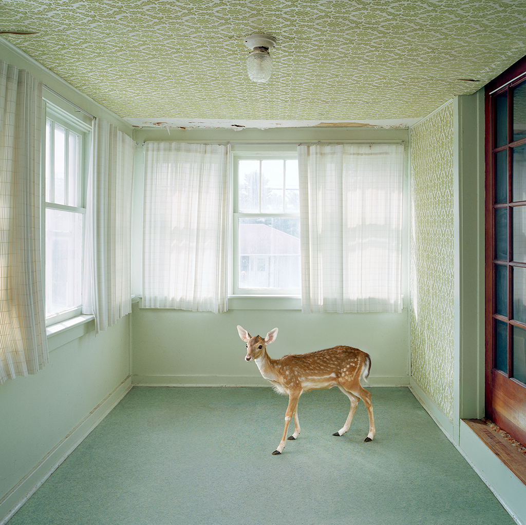 The Meadow Version 2