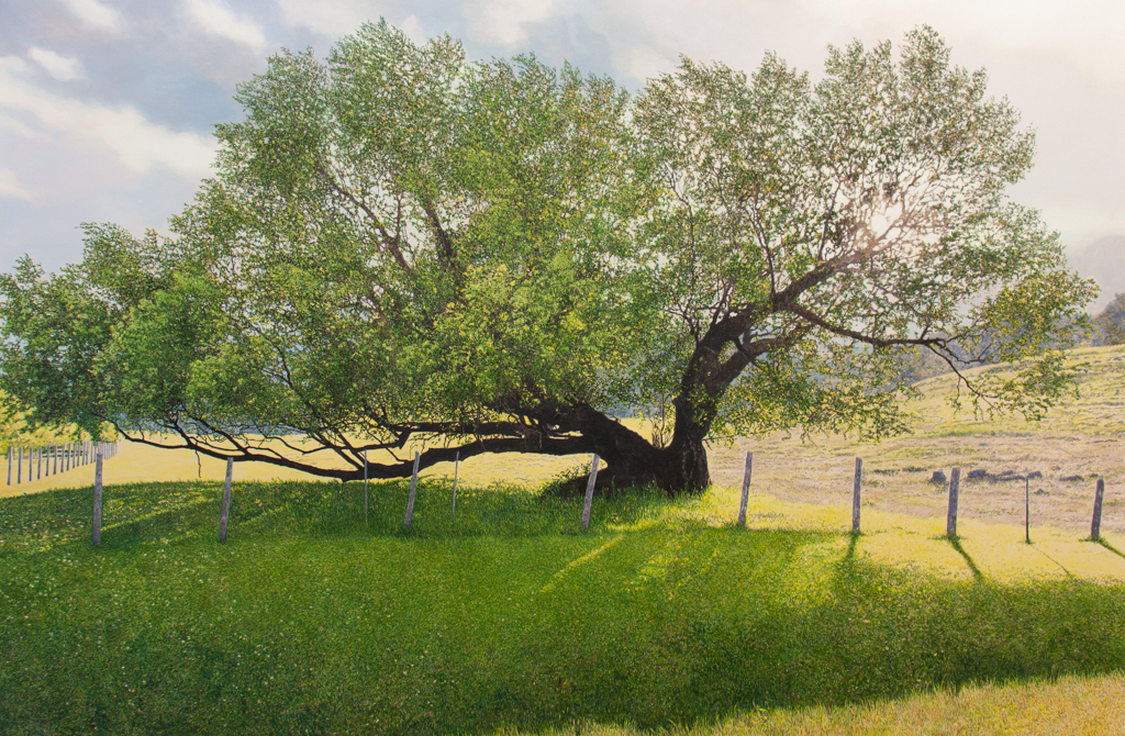 Vieux saule au soleil couchant (Lanaudière, QC)