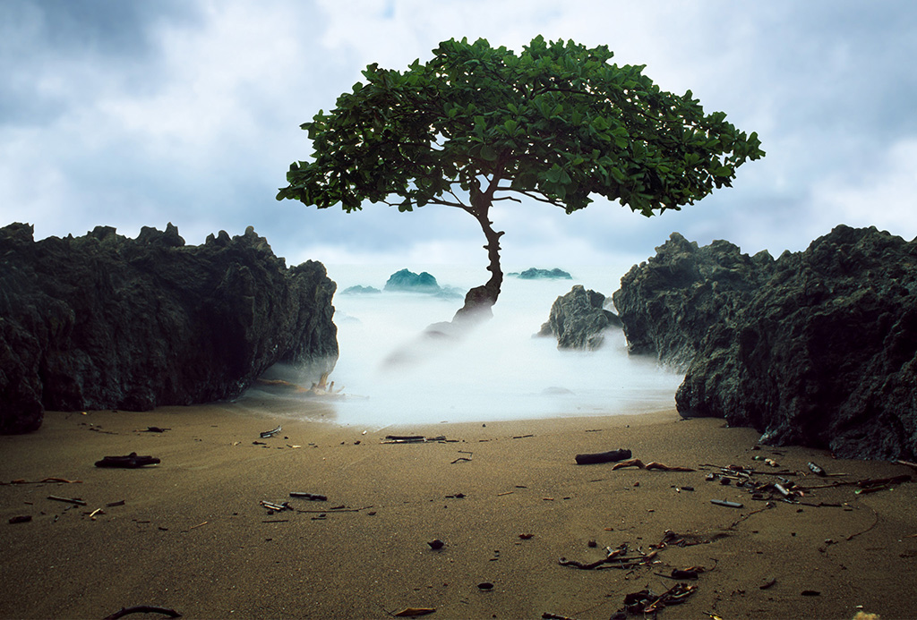 Costa Tree of Life