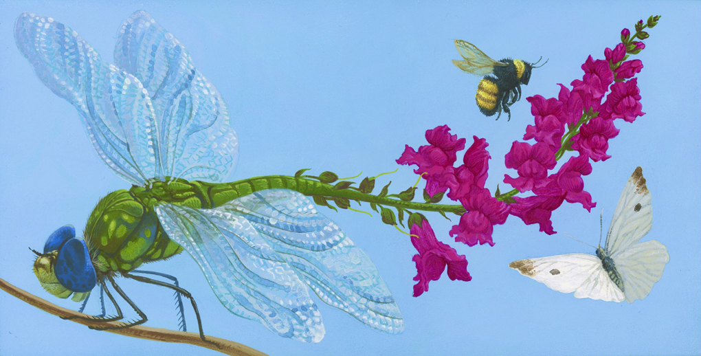 Snapdragonfly