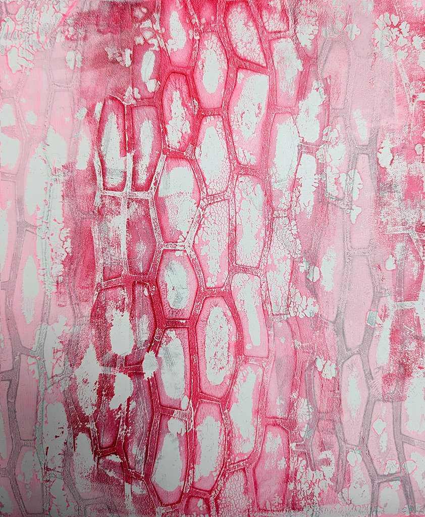 Red Chard (cells magnified x250)