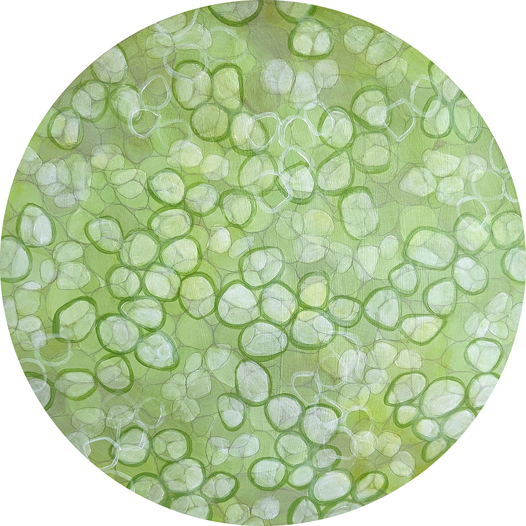 Cucumber Cells (magnified x170)
