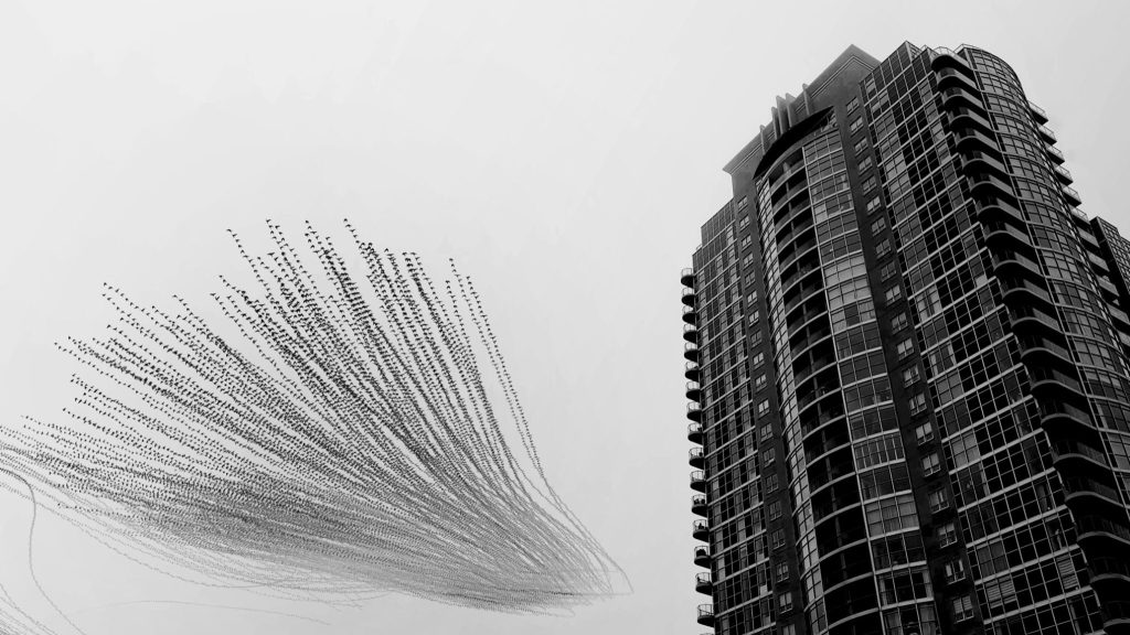 Symphony of the Starlings