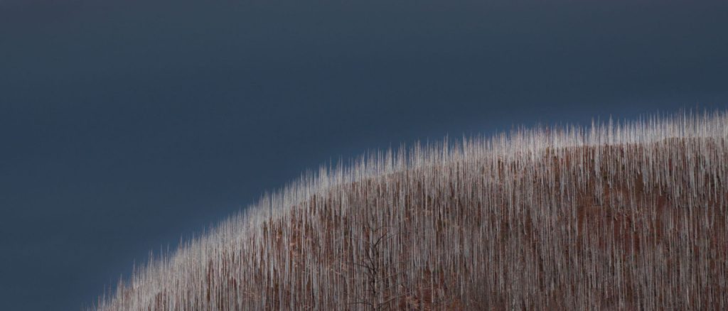 Waterton Silvers