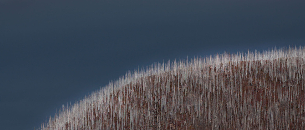 Waterton Silvers