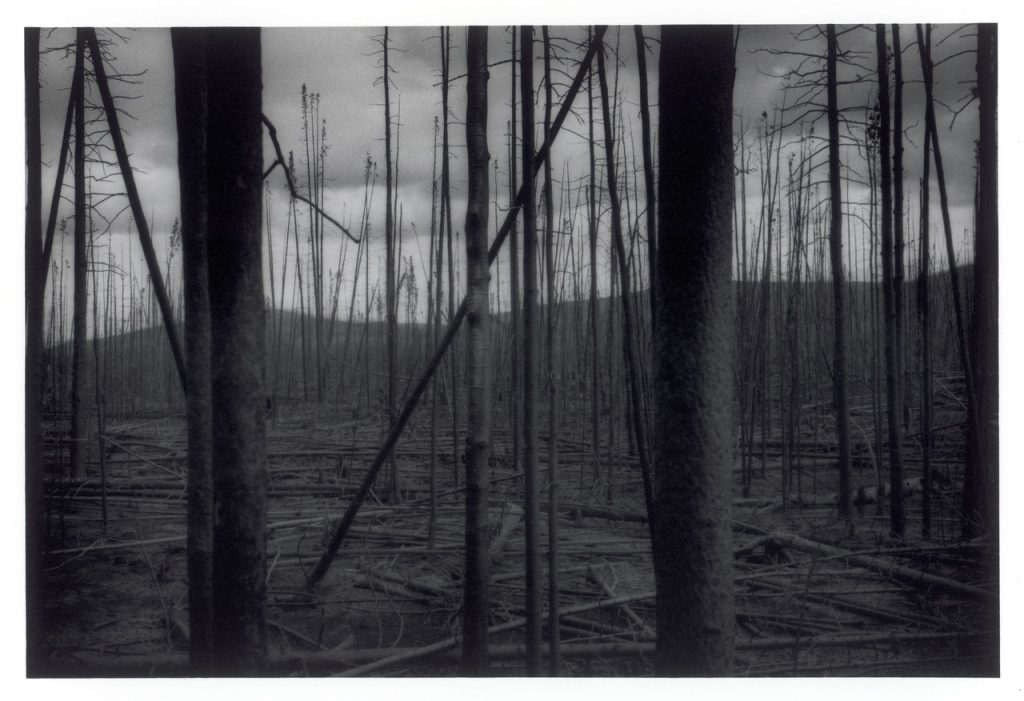 Burnt Forest
