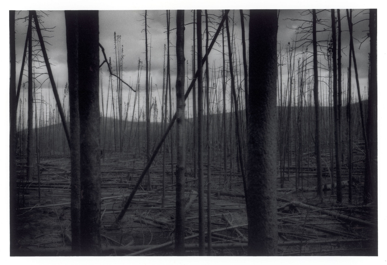 Burnt Forest