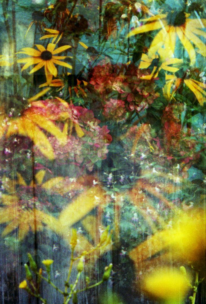 Rudbeckia éclatant