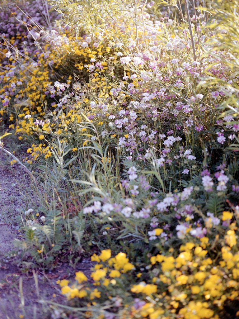 Flowers in Purple and Yellow