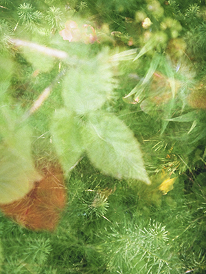 Feuillage vaporeux
