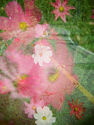Cosmos