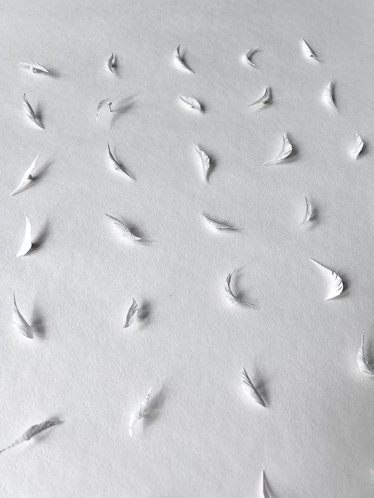 The Cuts Series