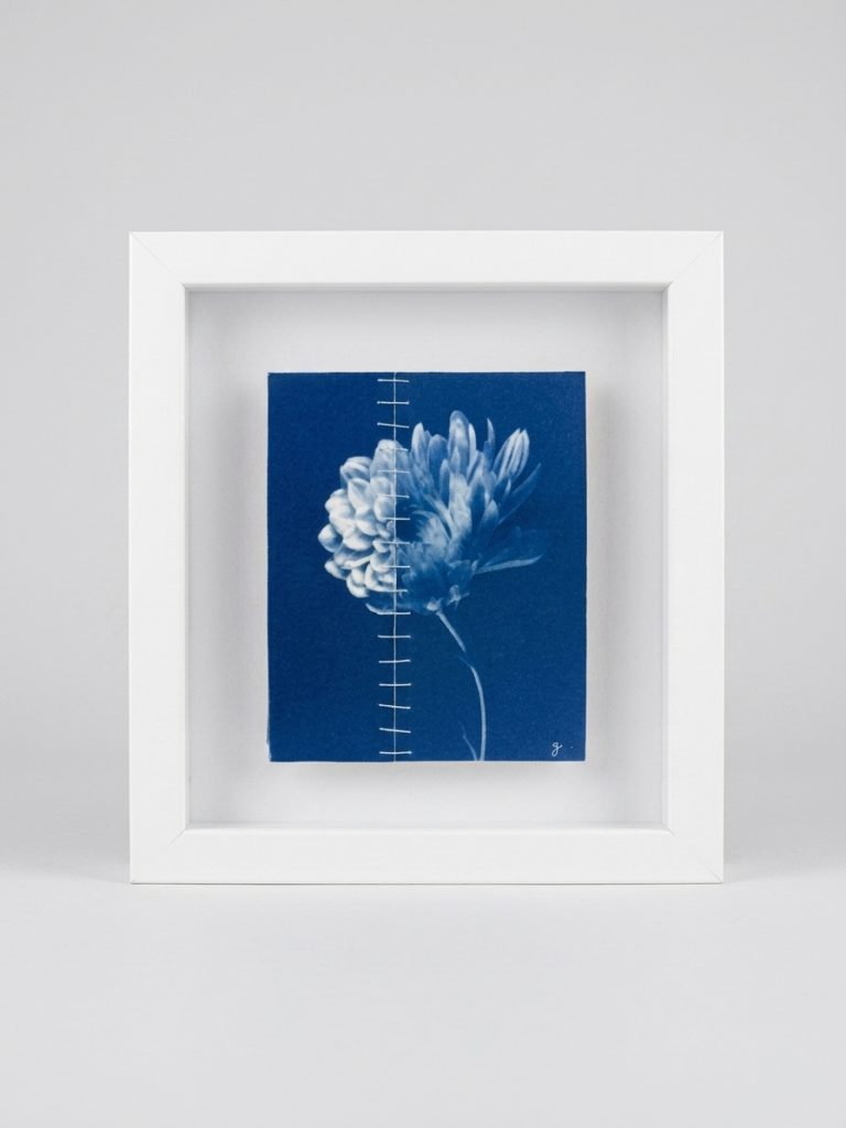 Ensemble, Dahlia X Chrysanthème