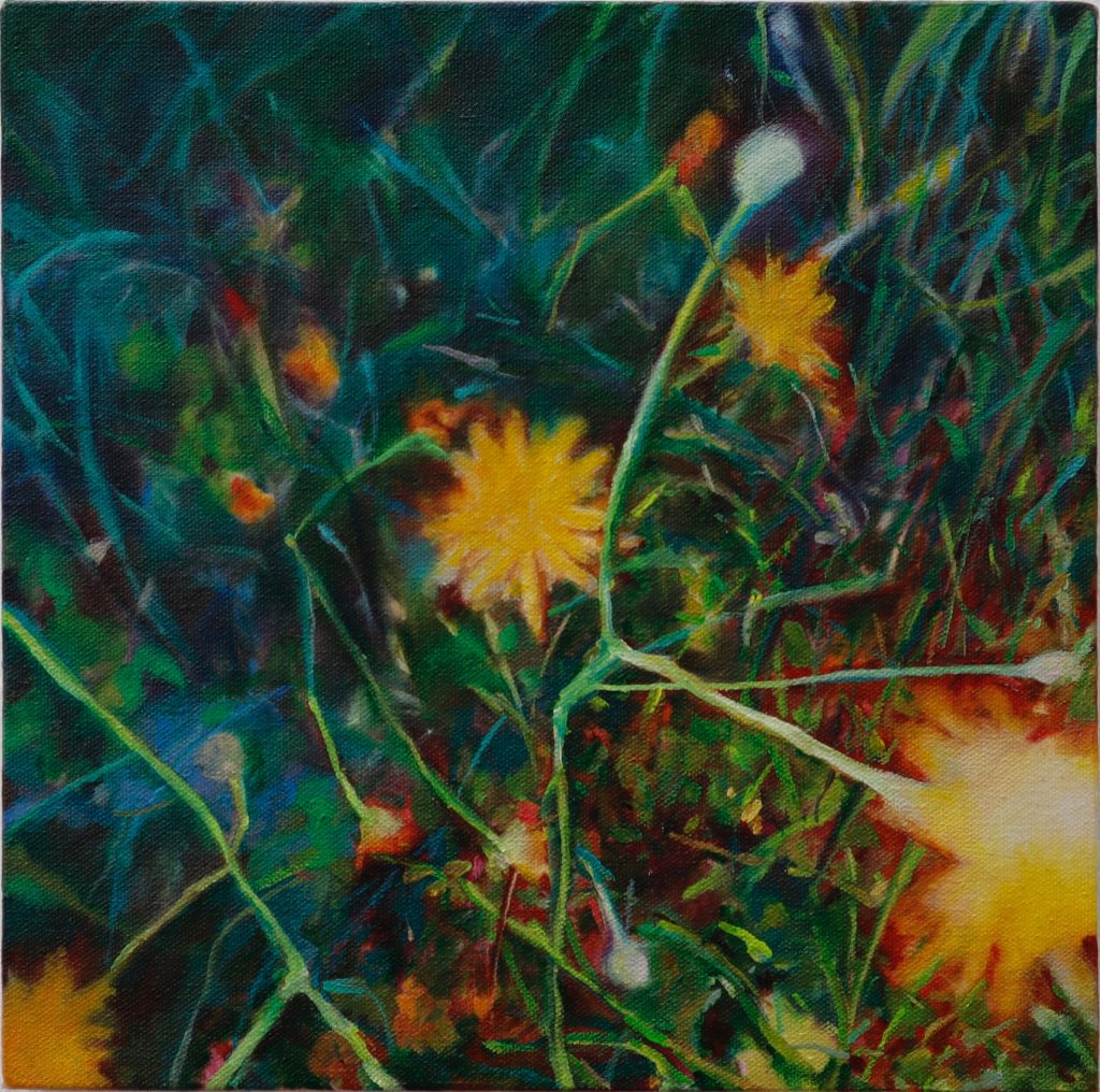 Dandelion (a lot to offer)