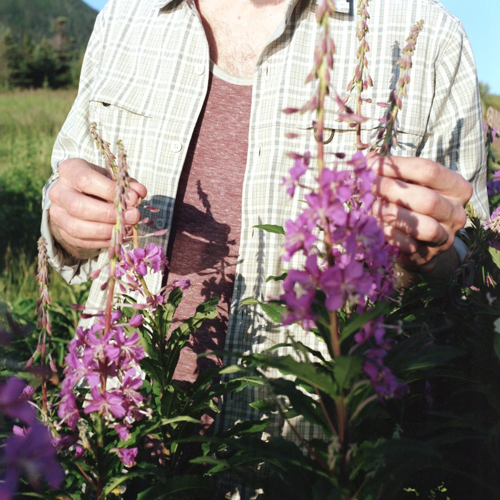 Fireweed