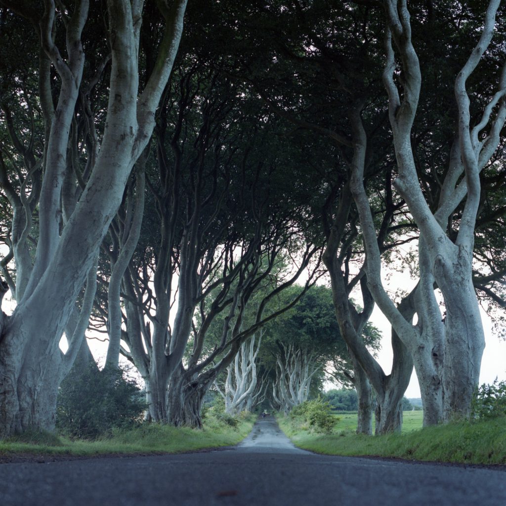 Dark Hedges