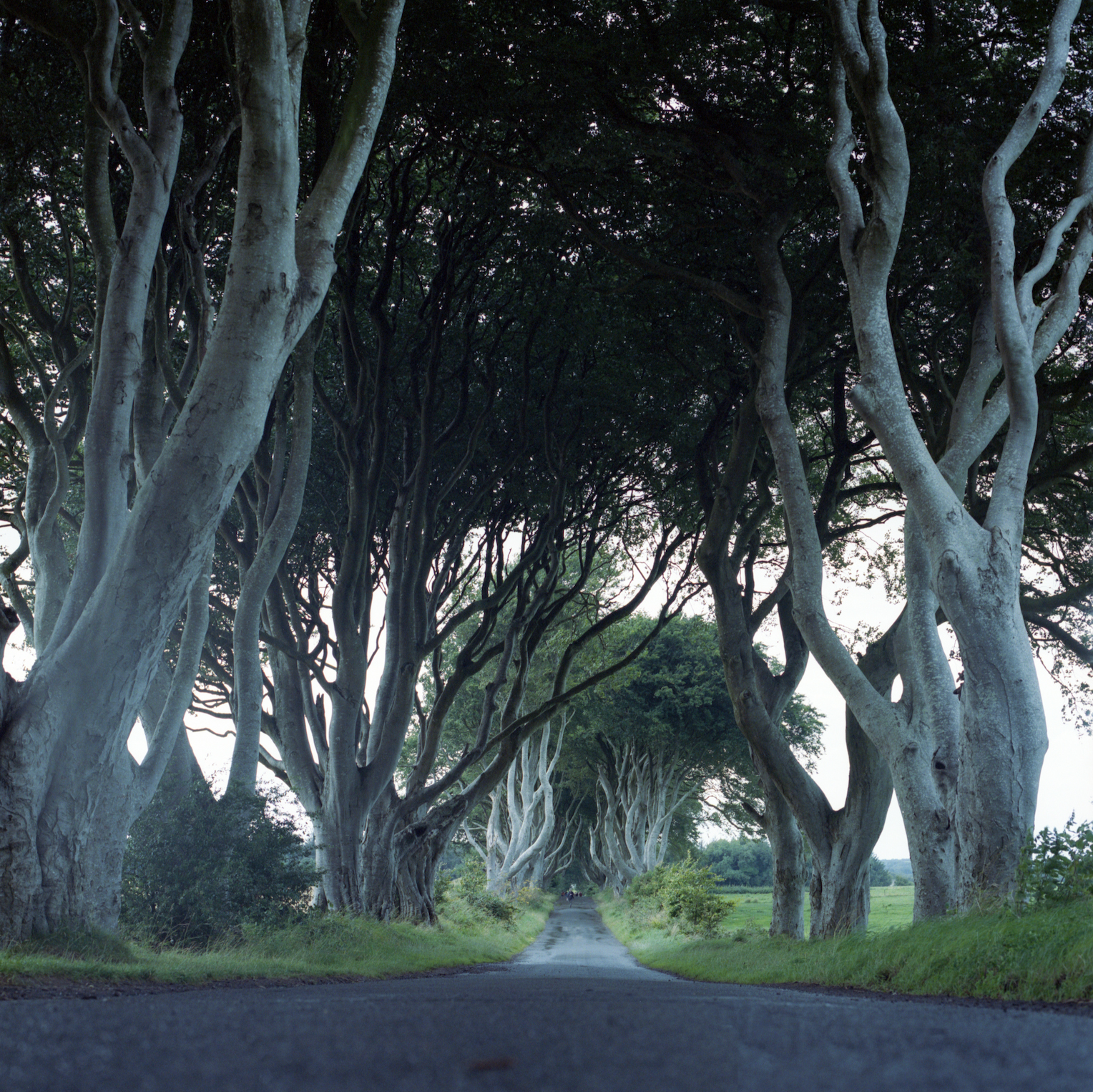 Dark Hedges