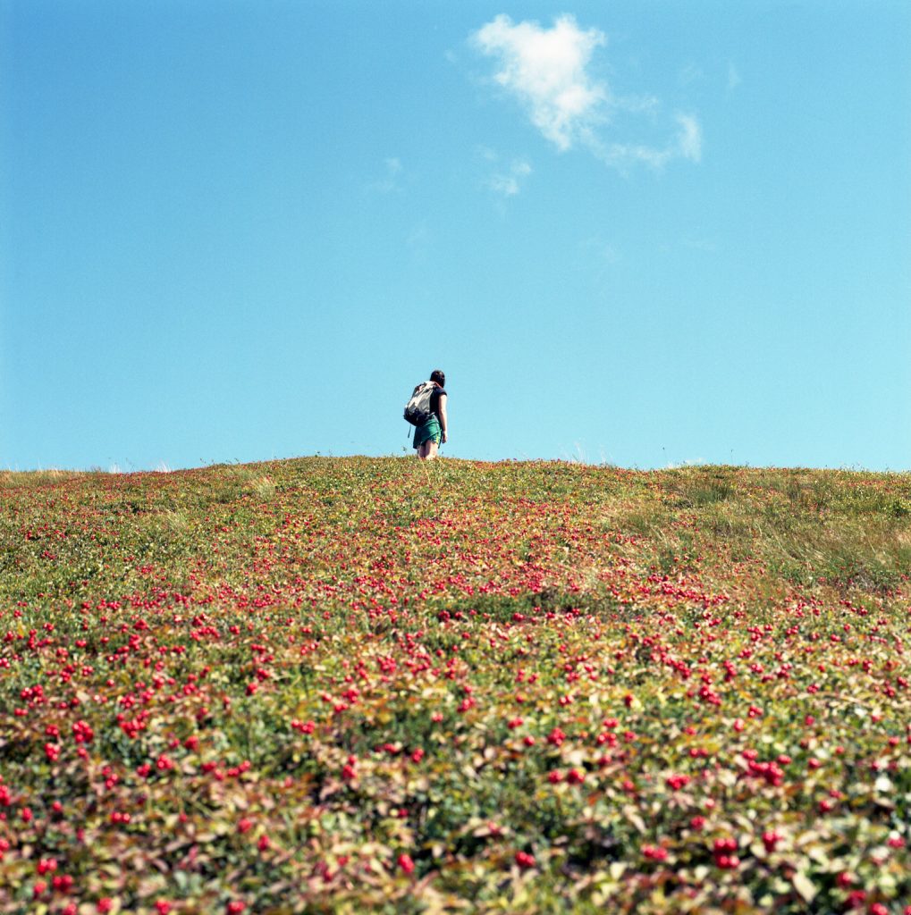 Mountainside Crackerberries