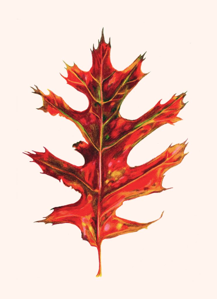 Oak Leaf