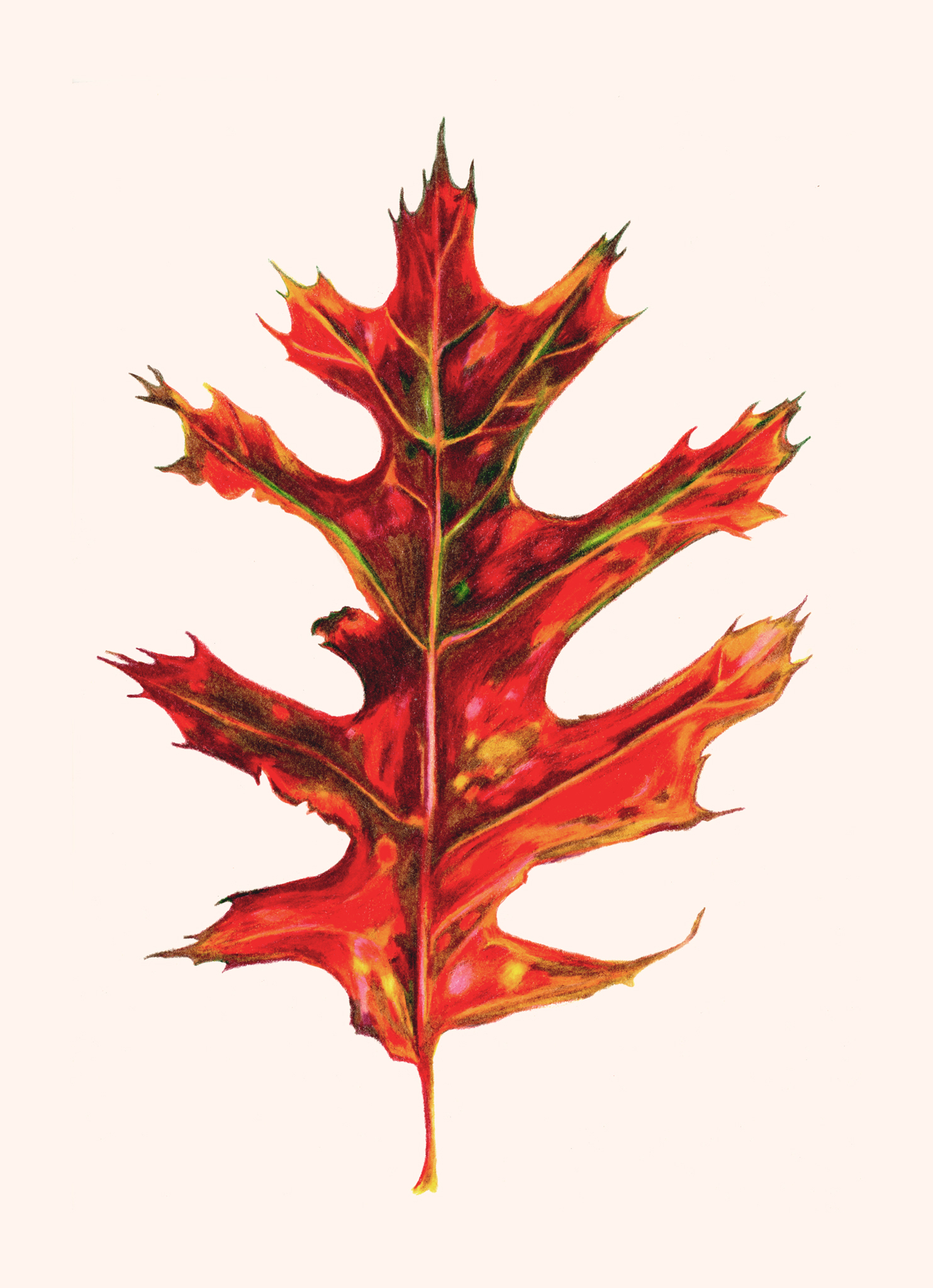 Oak Leaf