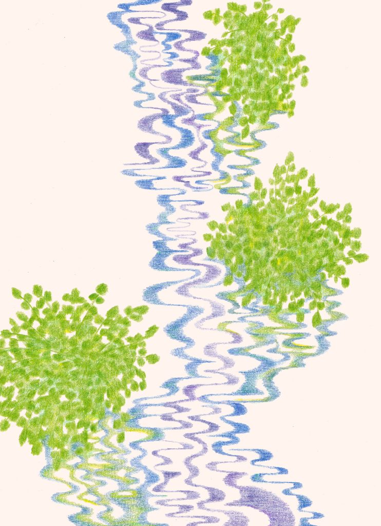 Watercress