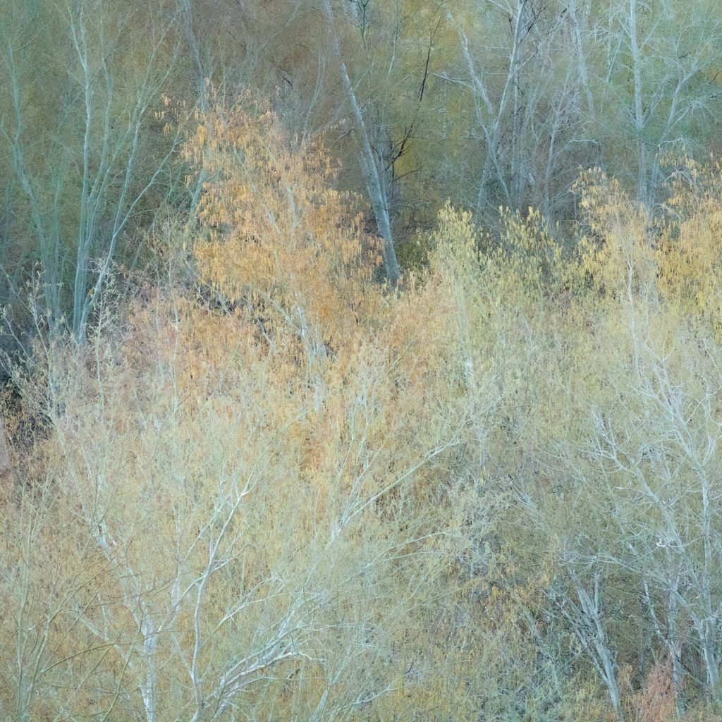 Ghost Trees Blue